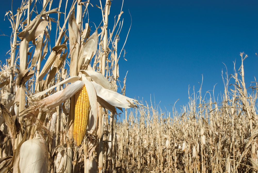 USDA increases forecast for 2021-’22 corn use in ethanol