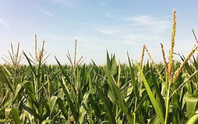corn-field-jason-viau-cbcnews